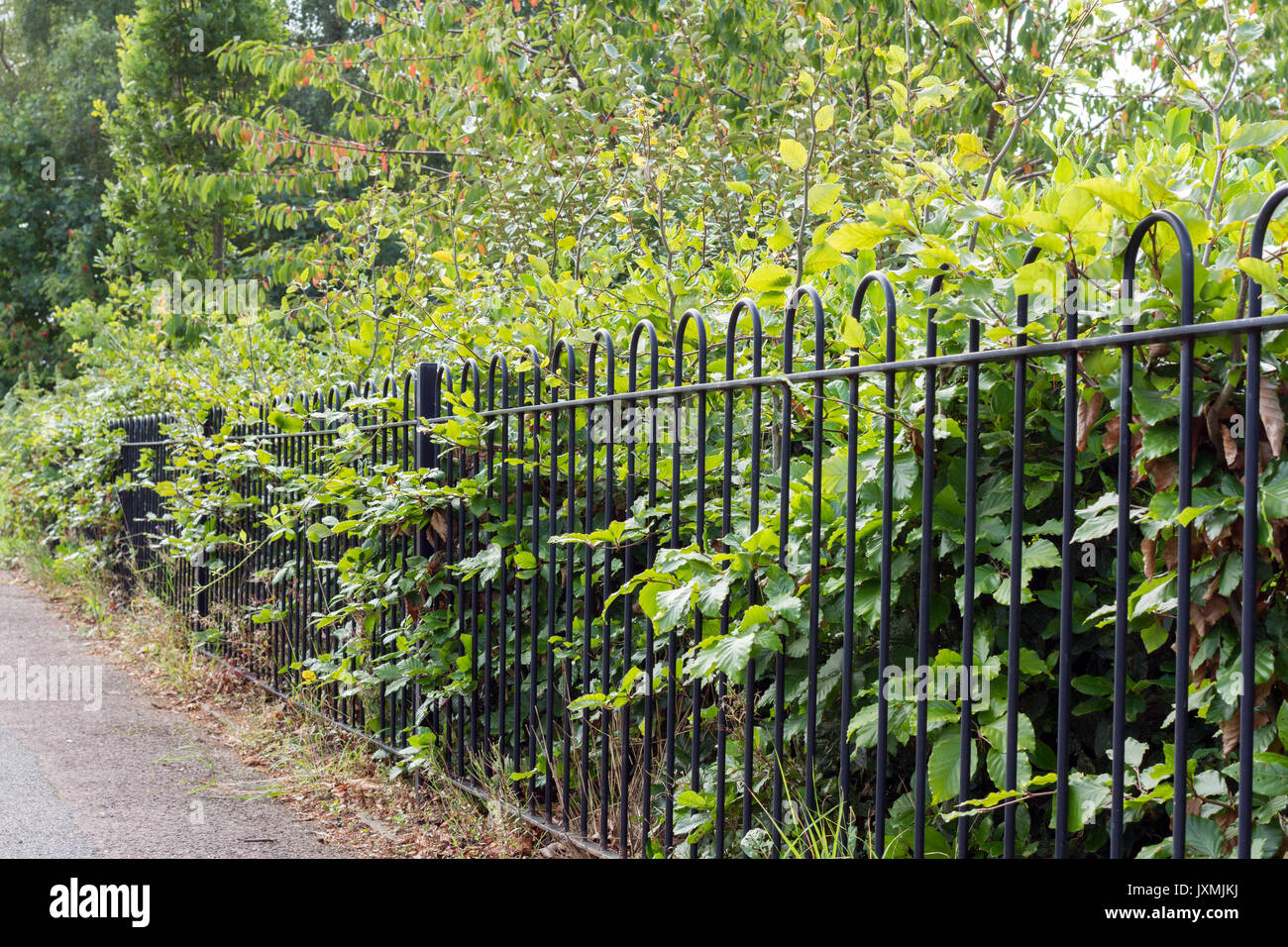 Black railings with variety of leaves growing through Stock Photo - Alamy