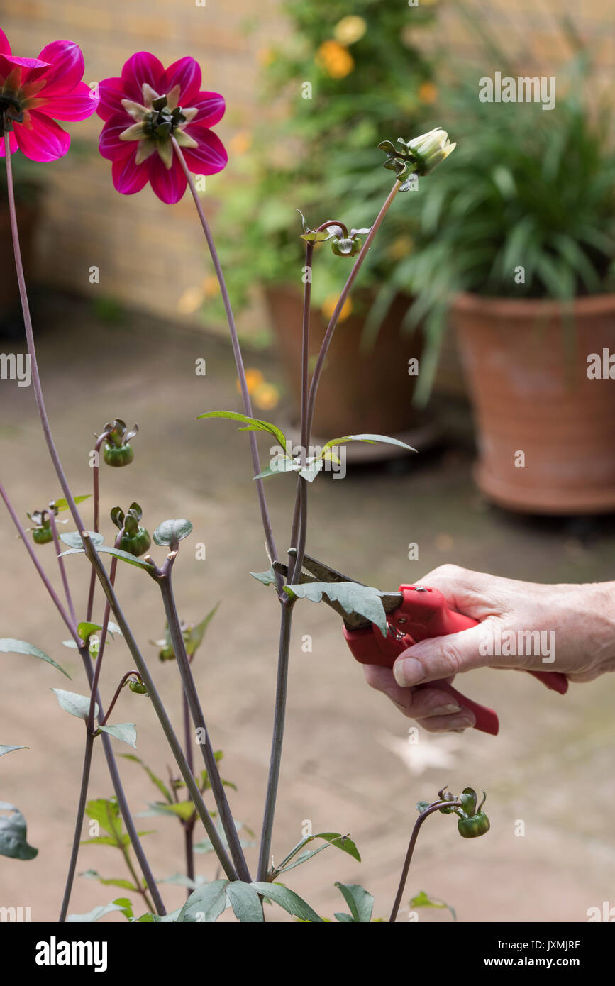 Gardener deadheading Dahlia flowers with snips in an english garden. UK