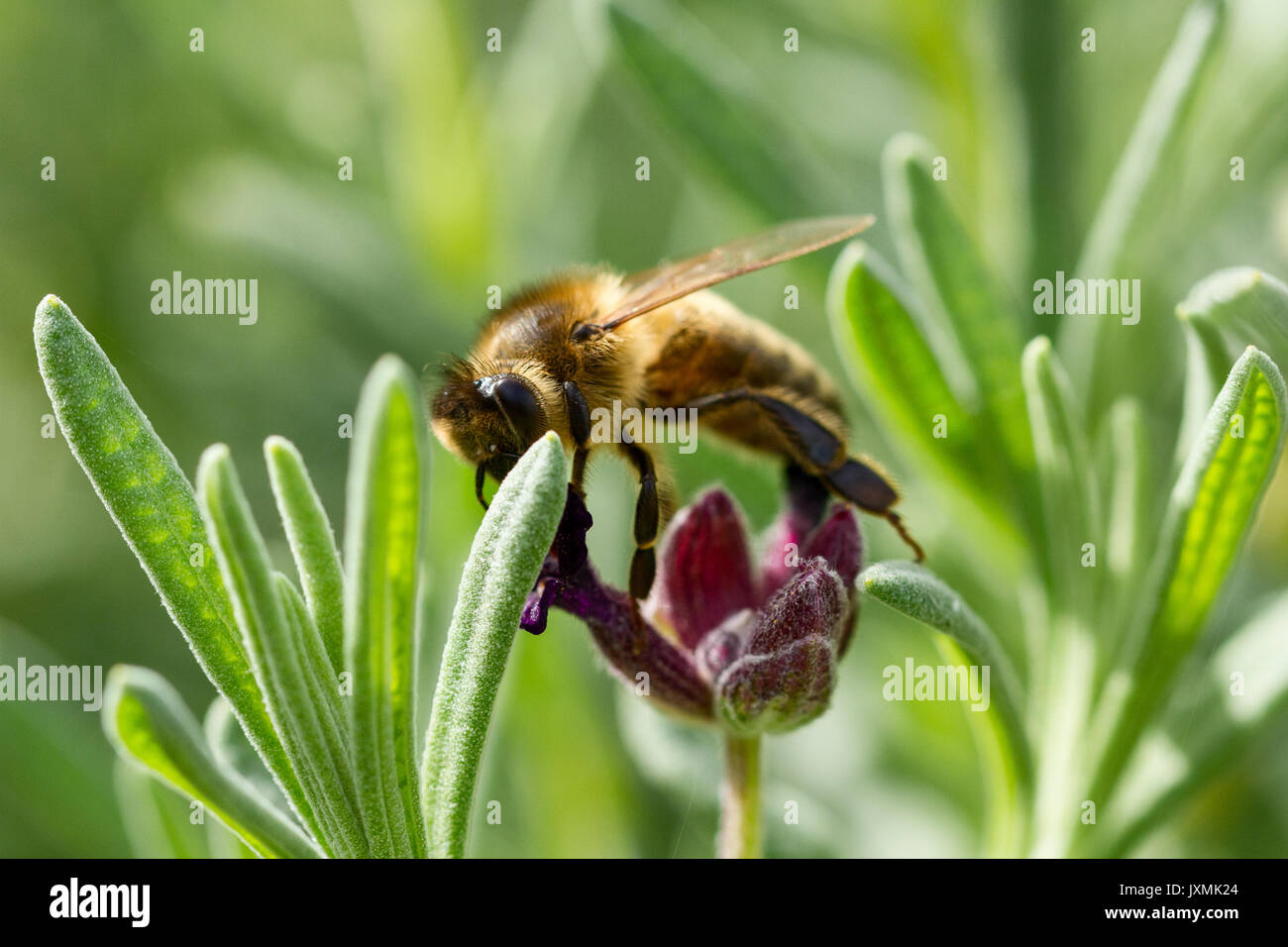 Honeybee (Apis mellifera) feeding on french lavender flowers in an English garden, Dorset, UK Stock Photo