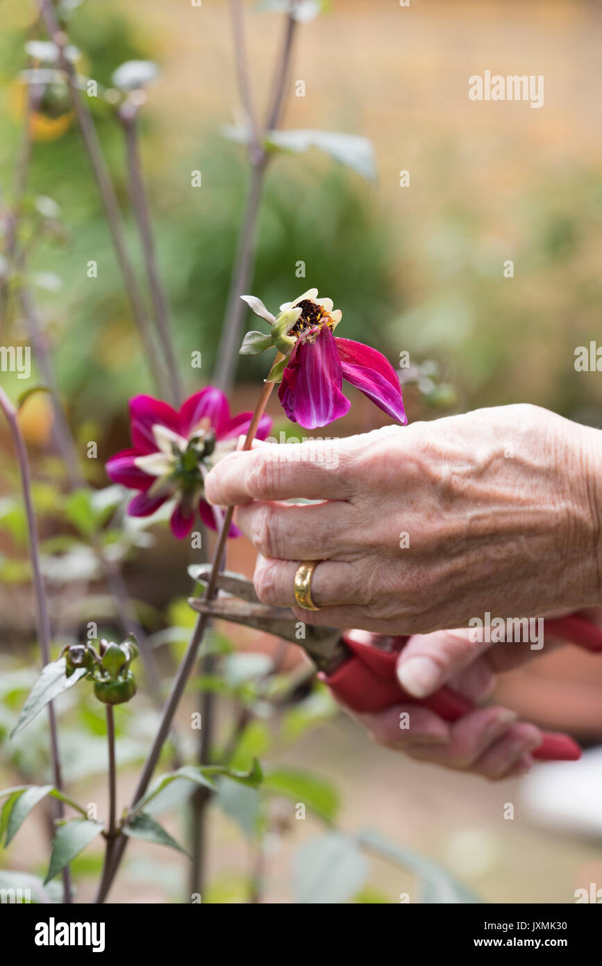 Gardener deadheading Dahlia flowers with snips in an english garden. UK Stock Photo