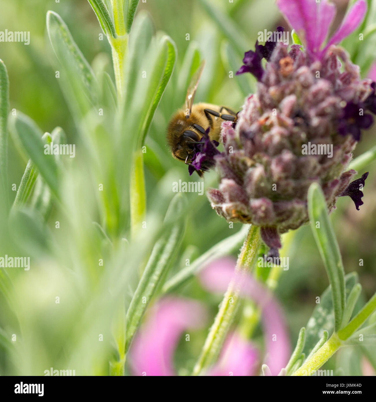 Honey bee (Apis mellifera) feeding on french lavender flowers in an