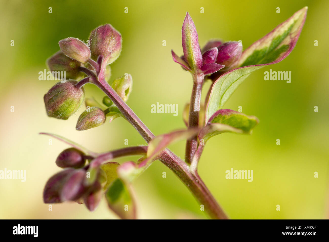 Closed flower buds hi-res stock photography and images - Alamy