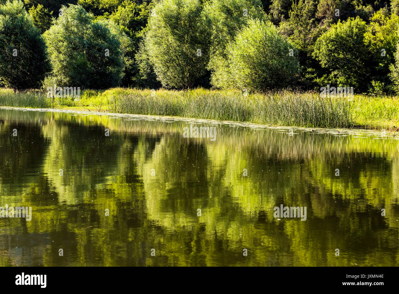 Reflection of trees in  the Rijeka Crnojevica River in Montenegro. Stock Photo