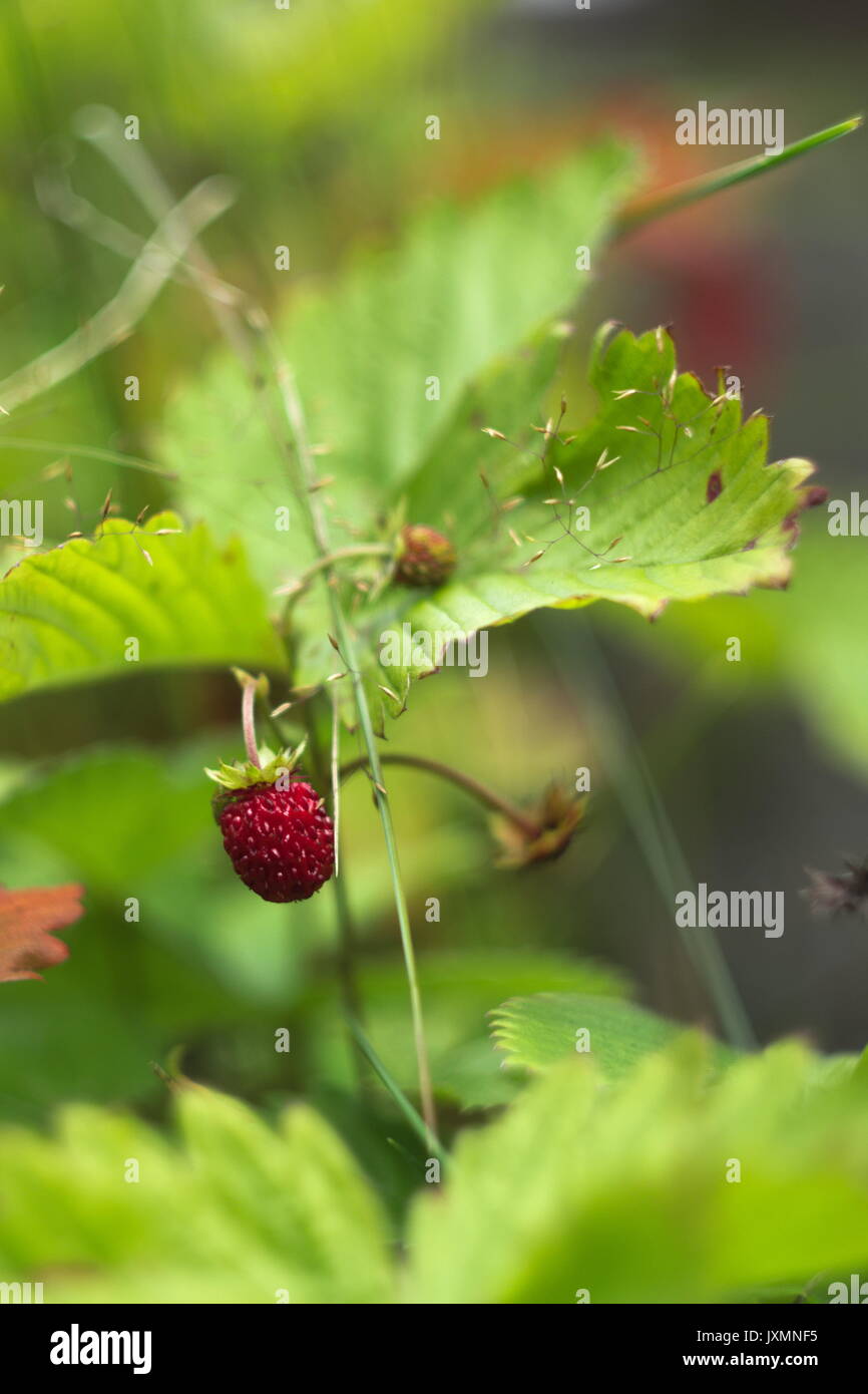 Wild strawberry plant with green leafs and ripe red fruit, soft ...
