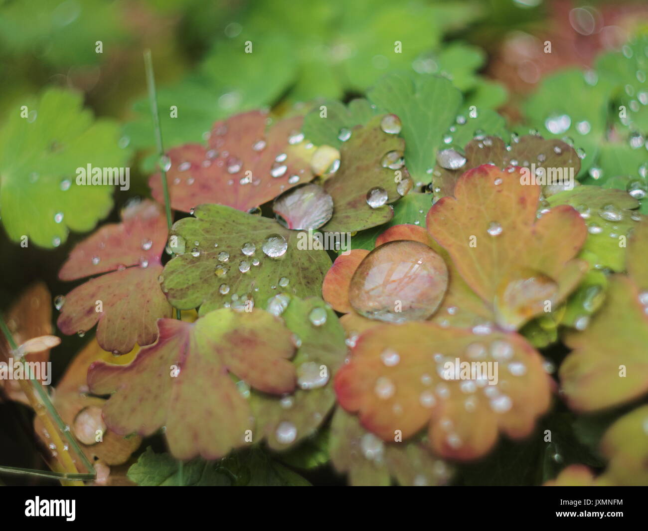 water drops on red leaf. soft background. Stock Photo