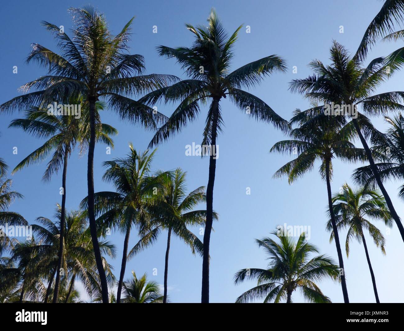 Tall palm trees of waikiki beach hi-res stock photography and images ...