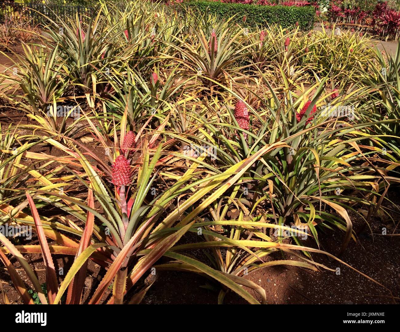 Fancy Pink Pineapple, Dole Plantation, Oahu, Hawaii Stock Photo