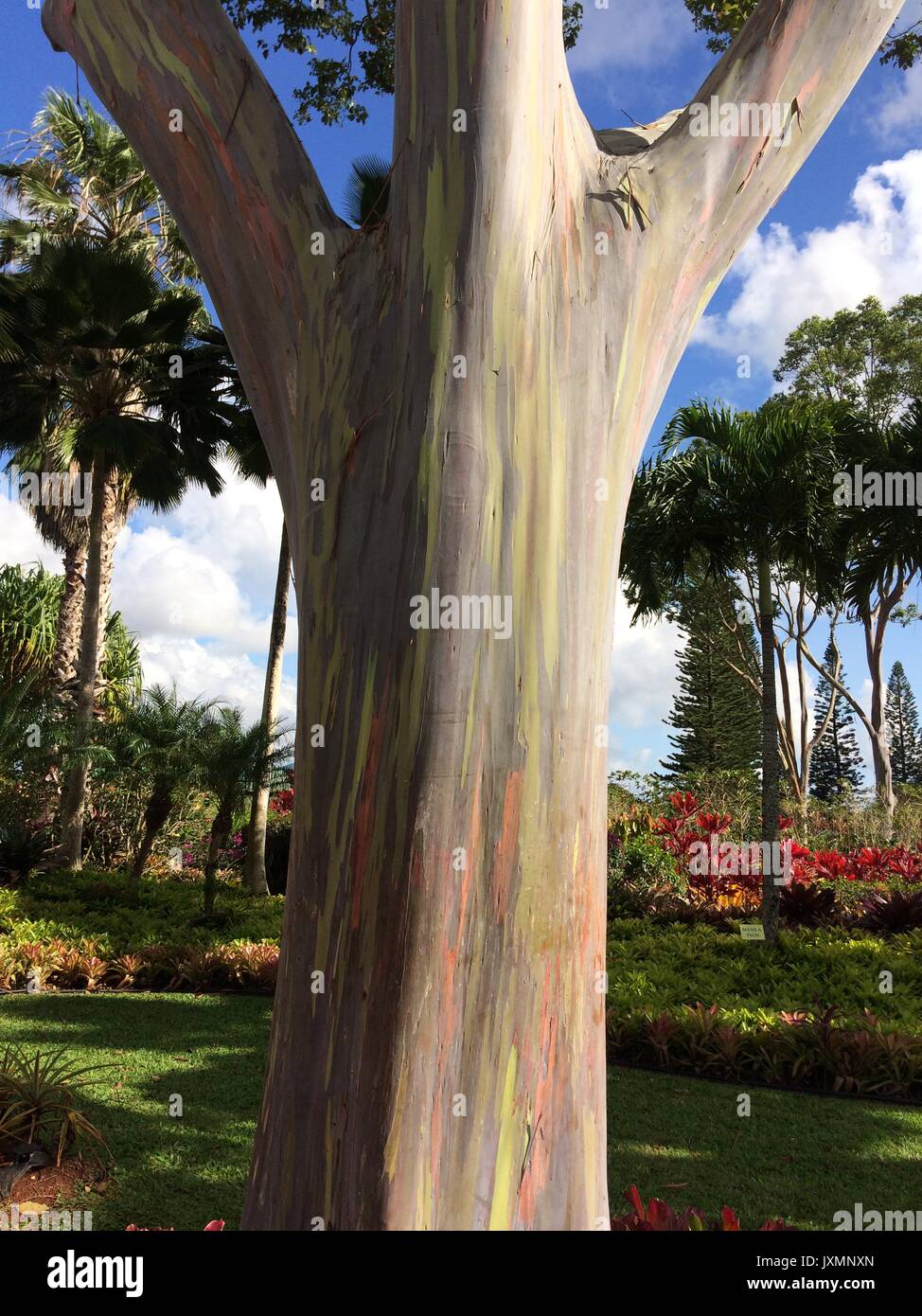 Rainbow Eucalyptus Stock Photo