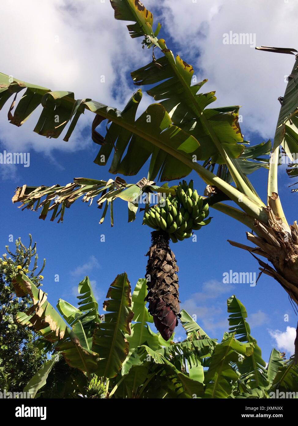 Banana Tree with fruit Stock Photo