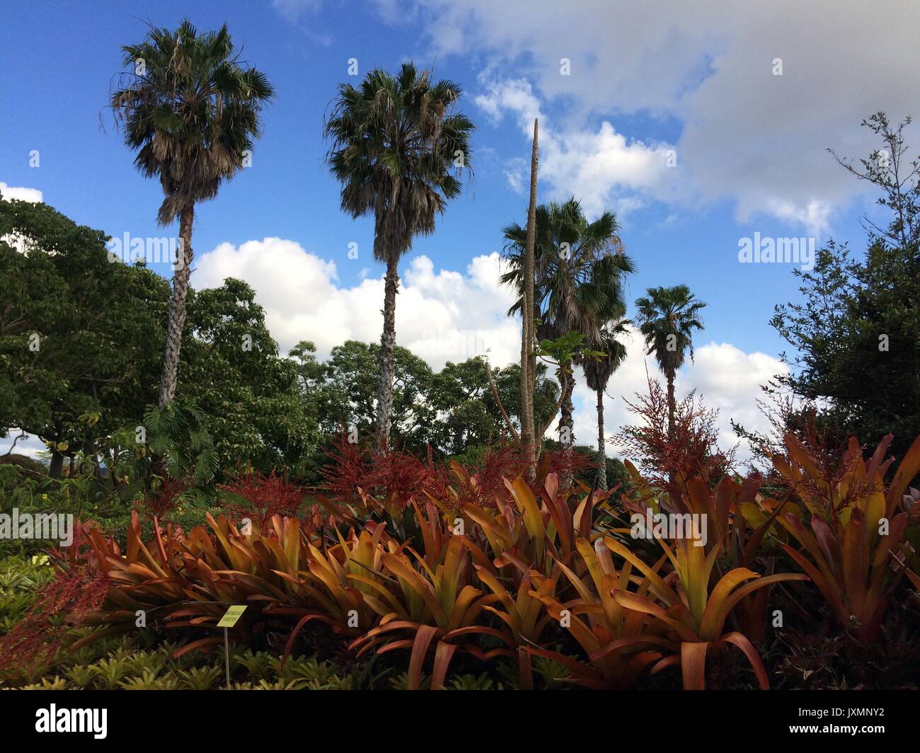 Giant Palm Trees on Oahu Stock Photo