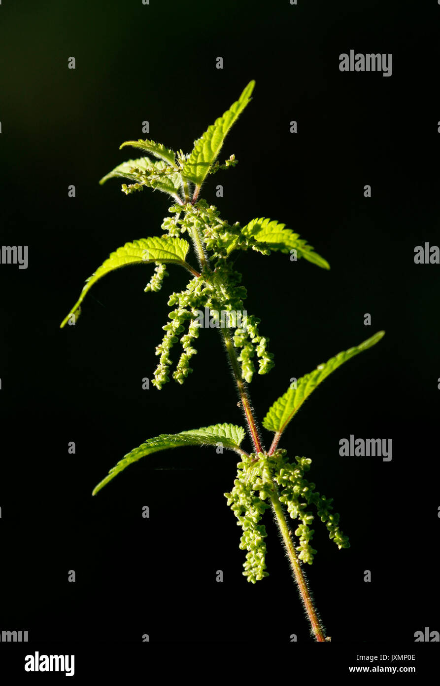 Single nettle, Urtica dioica, against black background. Stock Photo