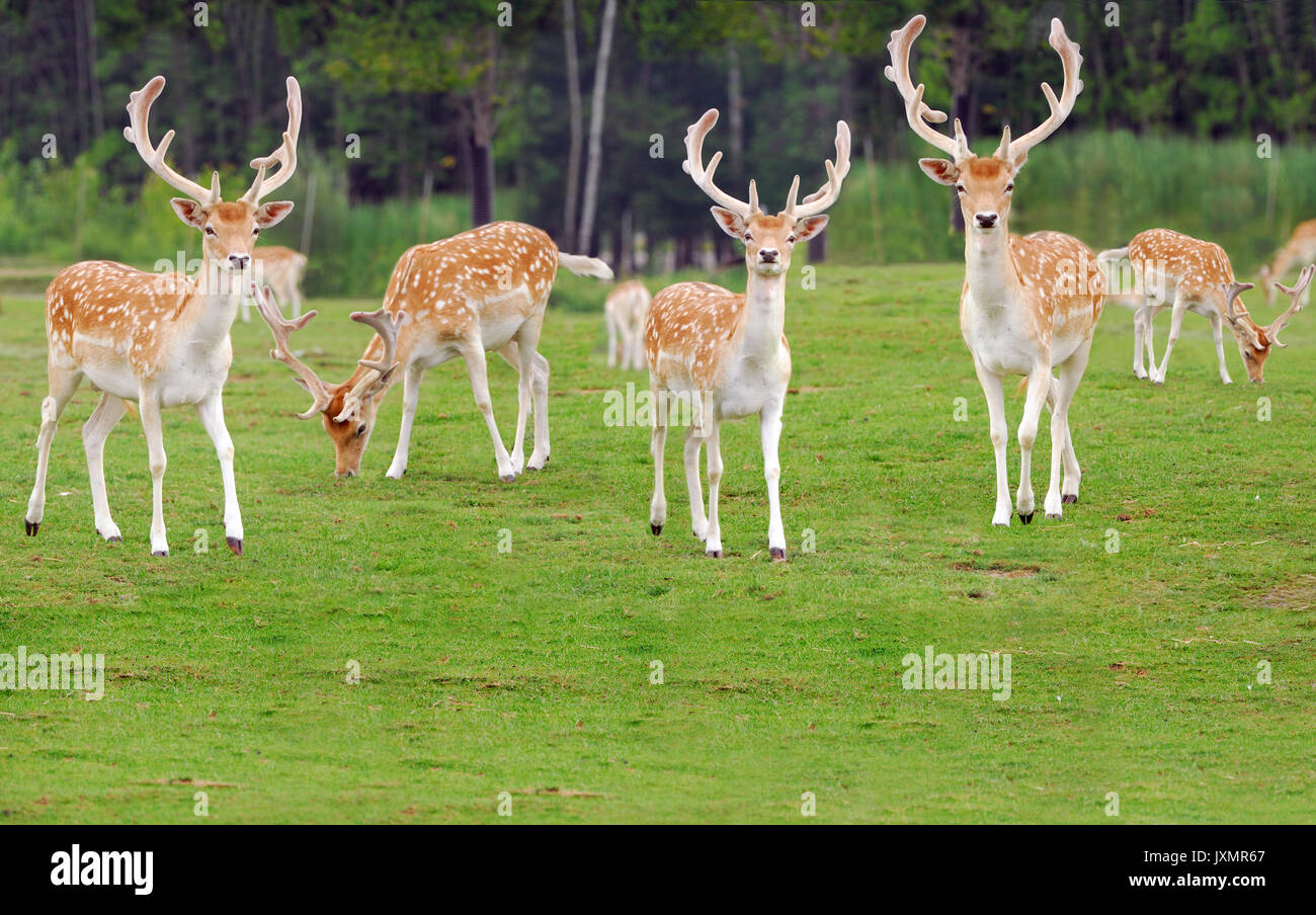 Pixart hi-res stock photography and images - Page 2 - Alamy