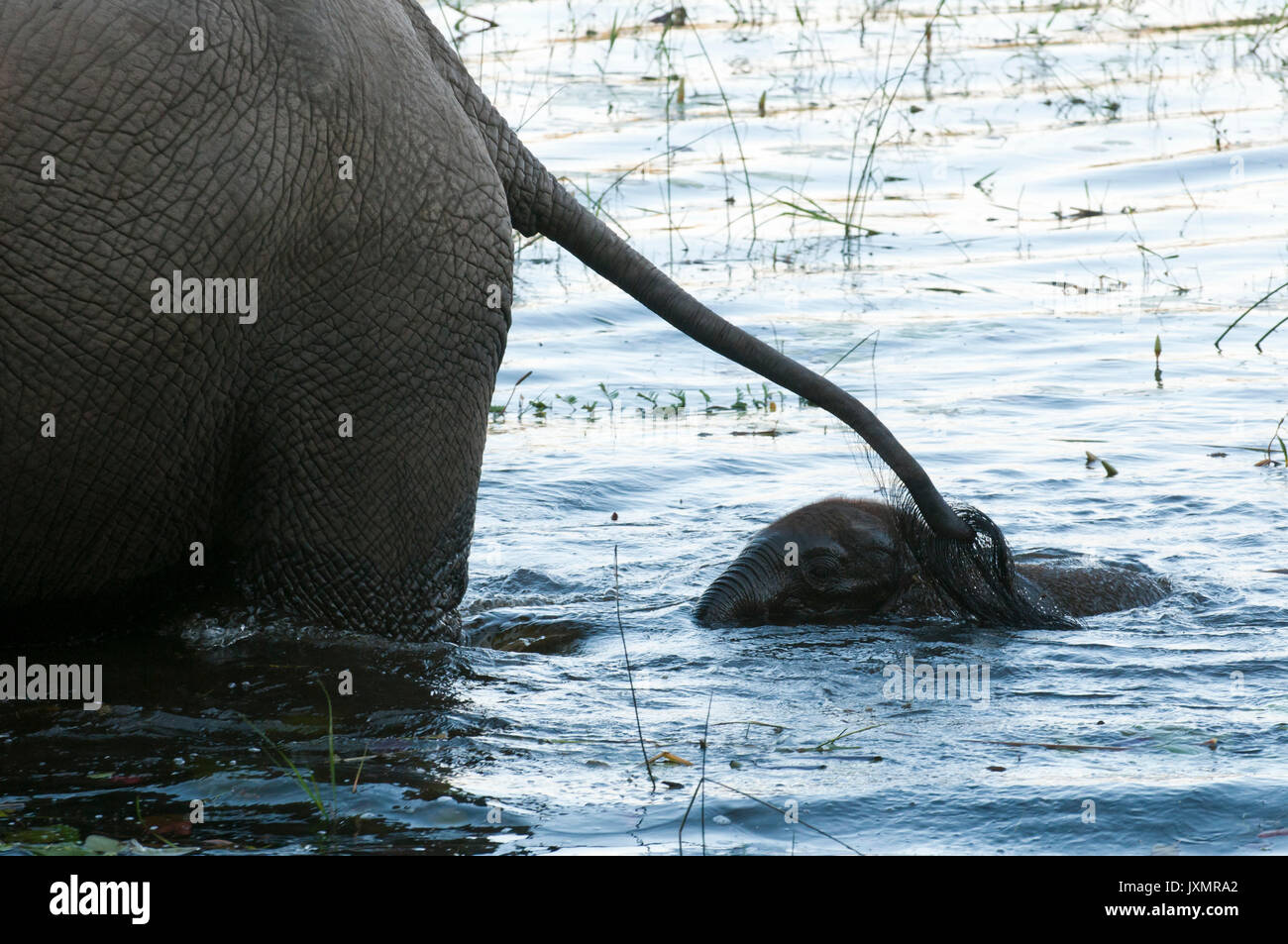 Elephant (Loxodonta africana) and calf, walking through water, Abu Camp, Okavango Delta, Botswana Stock Photo