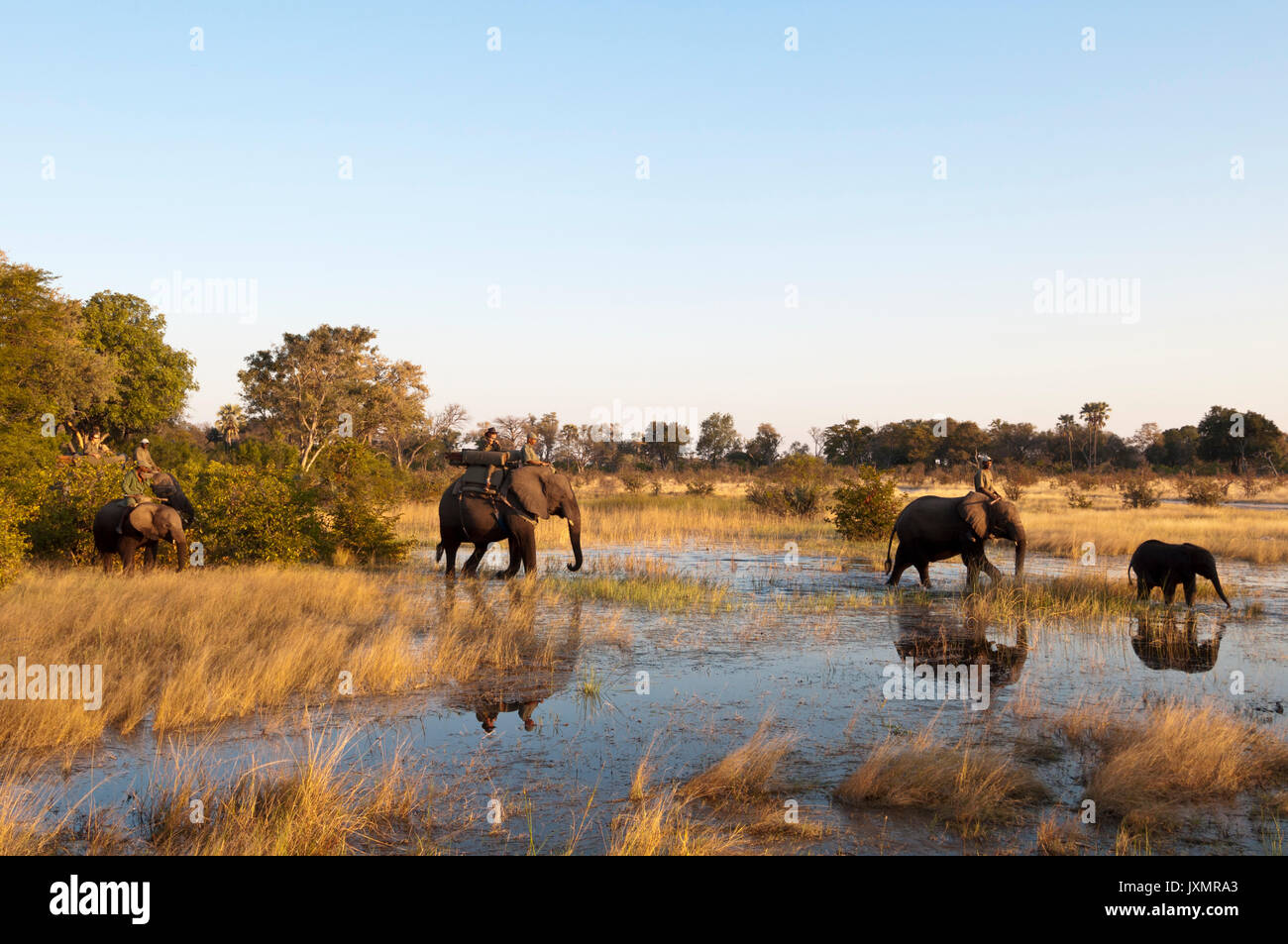 Elephants (Loxodonta africana) crossing water, Botswana Stock Photo