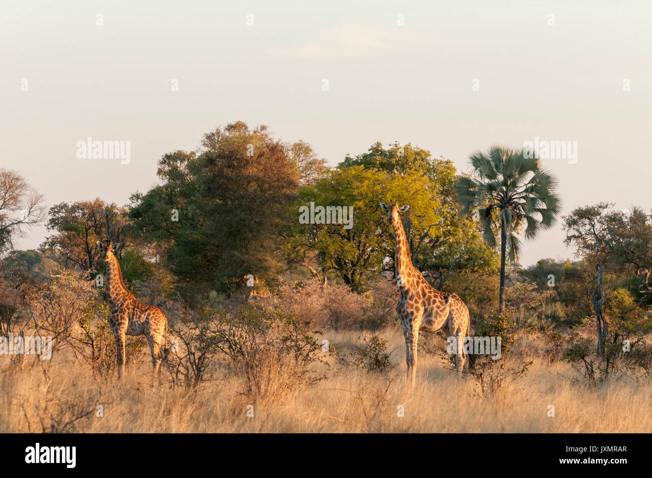 Two giraffes looking camera hi-res stock photography and images - Alamy