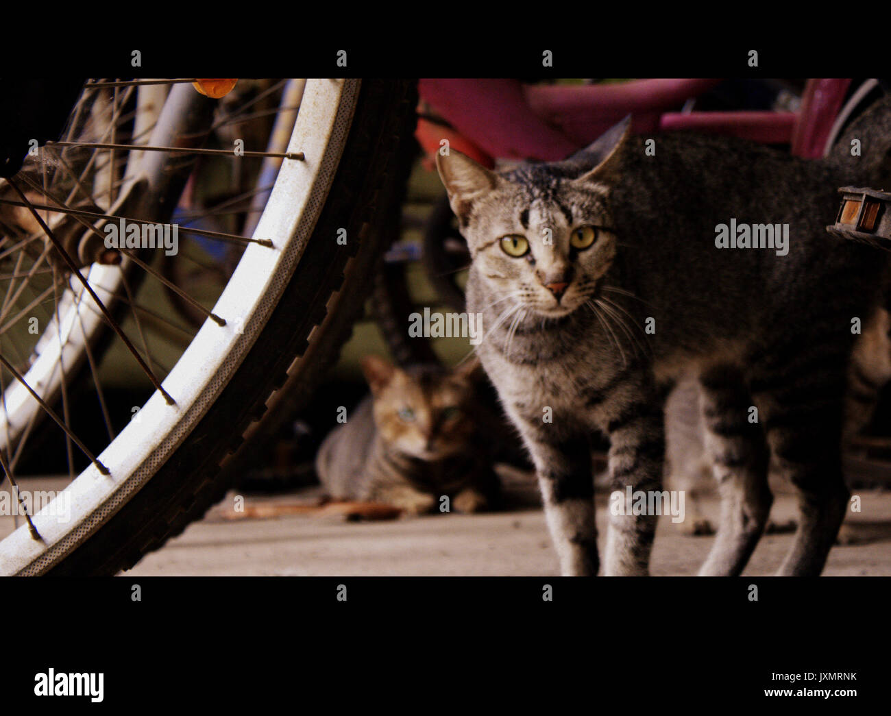 The angry cat Stock Photo - Alamy