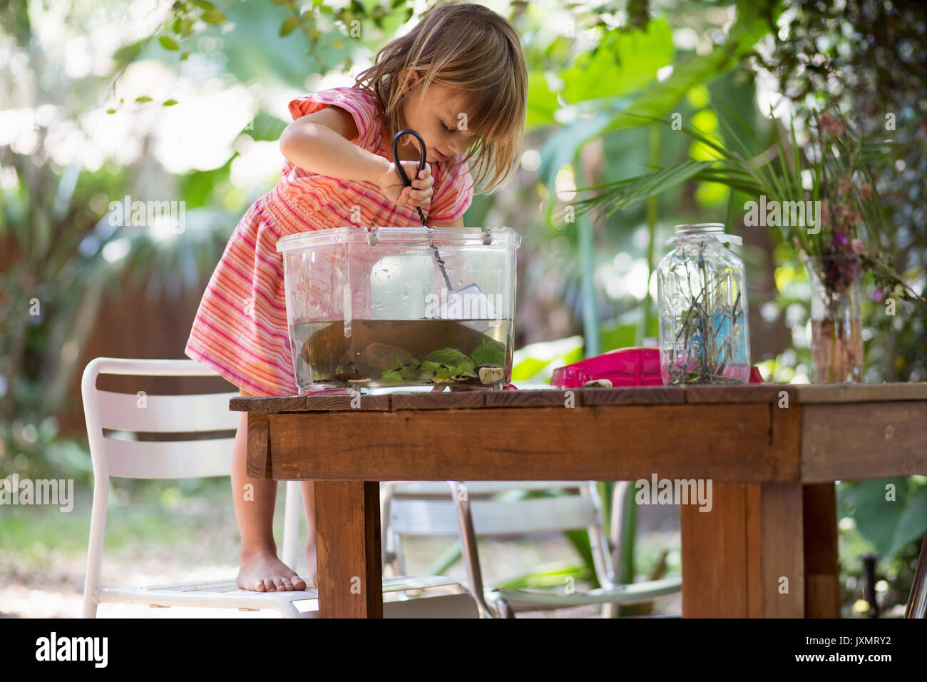 Girl standing on chair to scoop fishing net in plastic tadpole pond on garden table Stock Photo