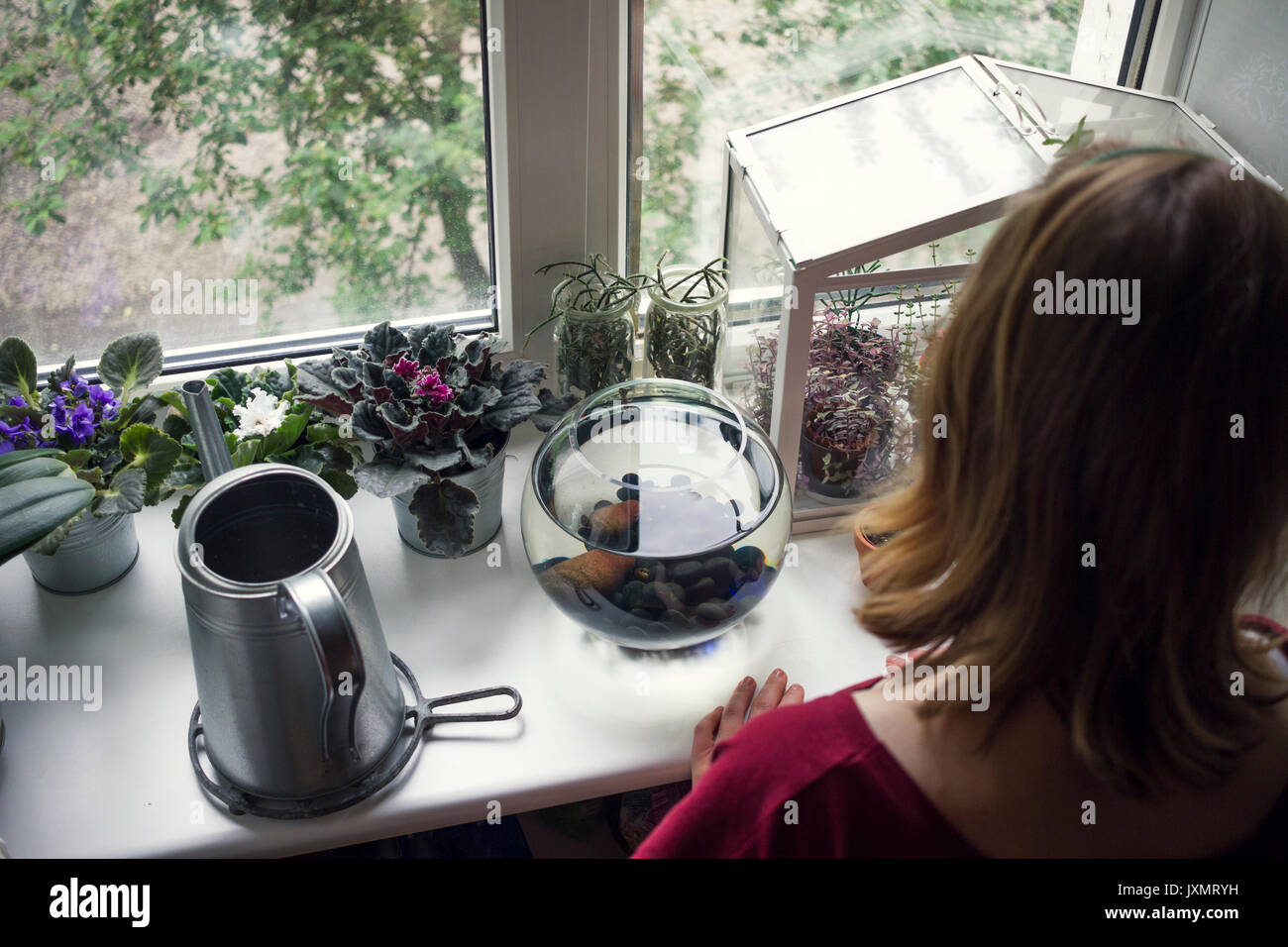 Over shoulder view of young woman looking at potted plants  in windowsill terrarium Stock Photo