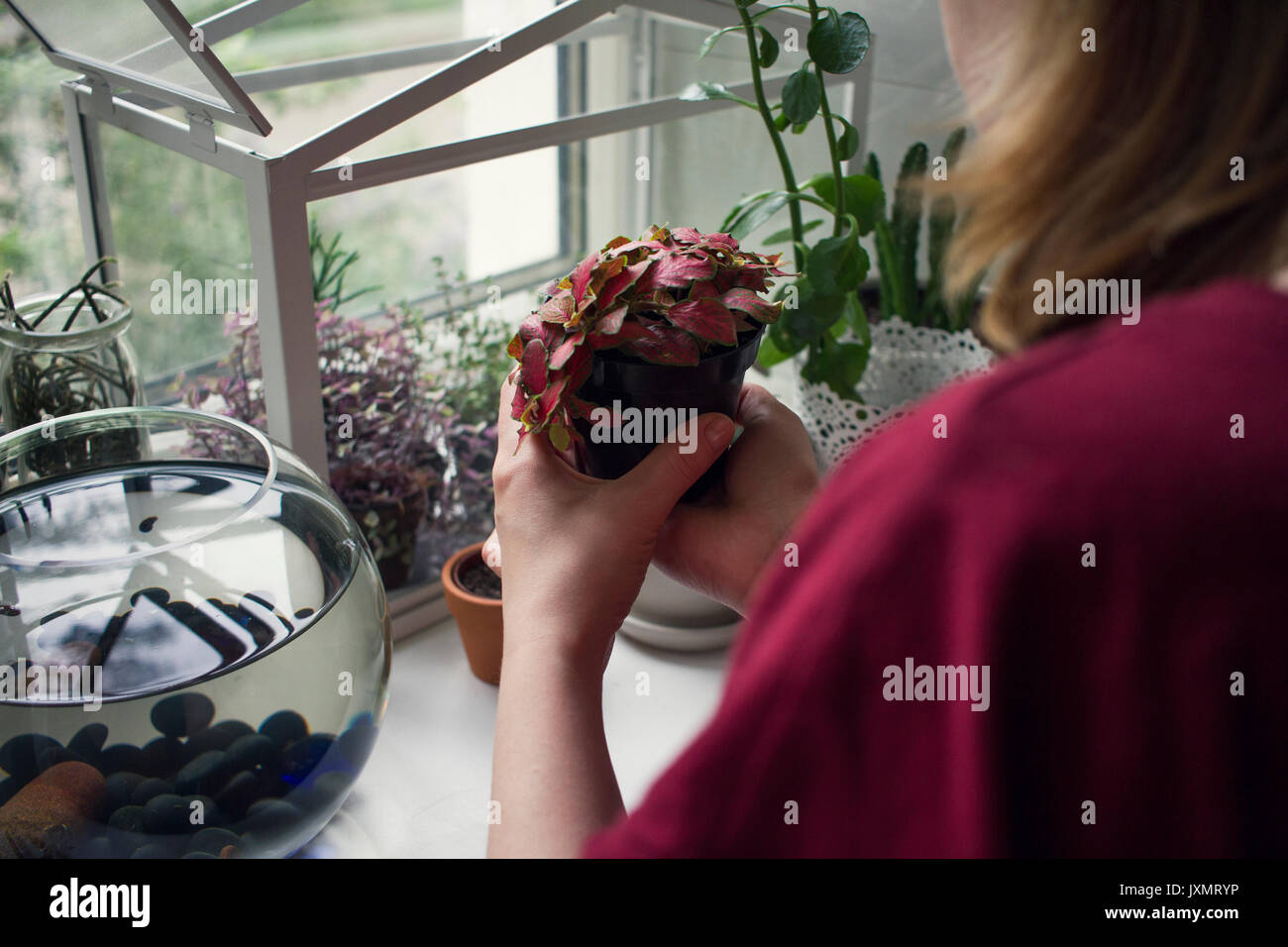 Over shoulder view of woman looking at potted plant from windowsill Stock Photo