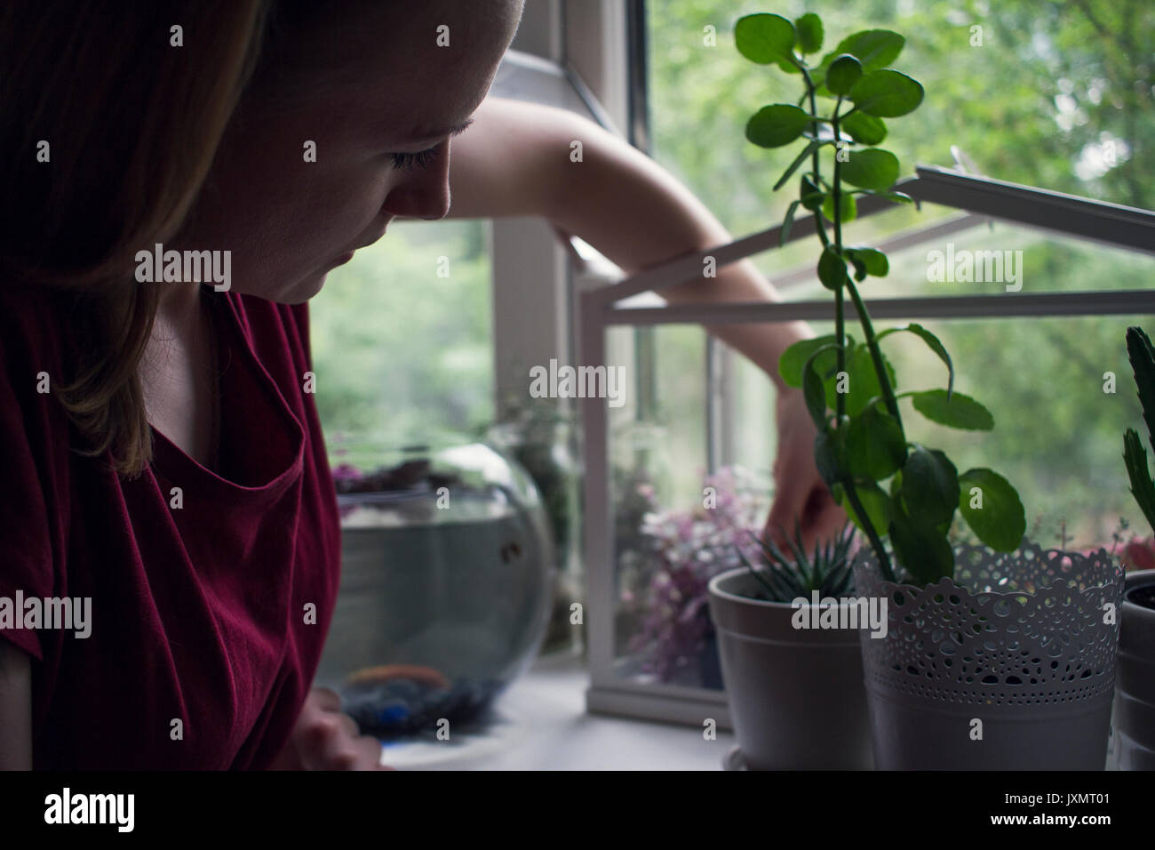 Young woman removing potted plant from windowsill terrarium Stock Photo