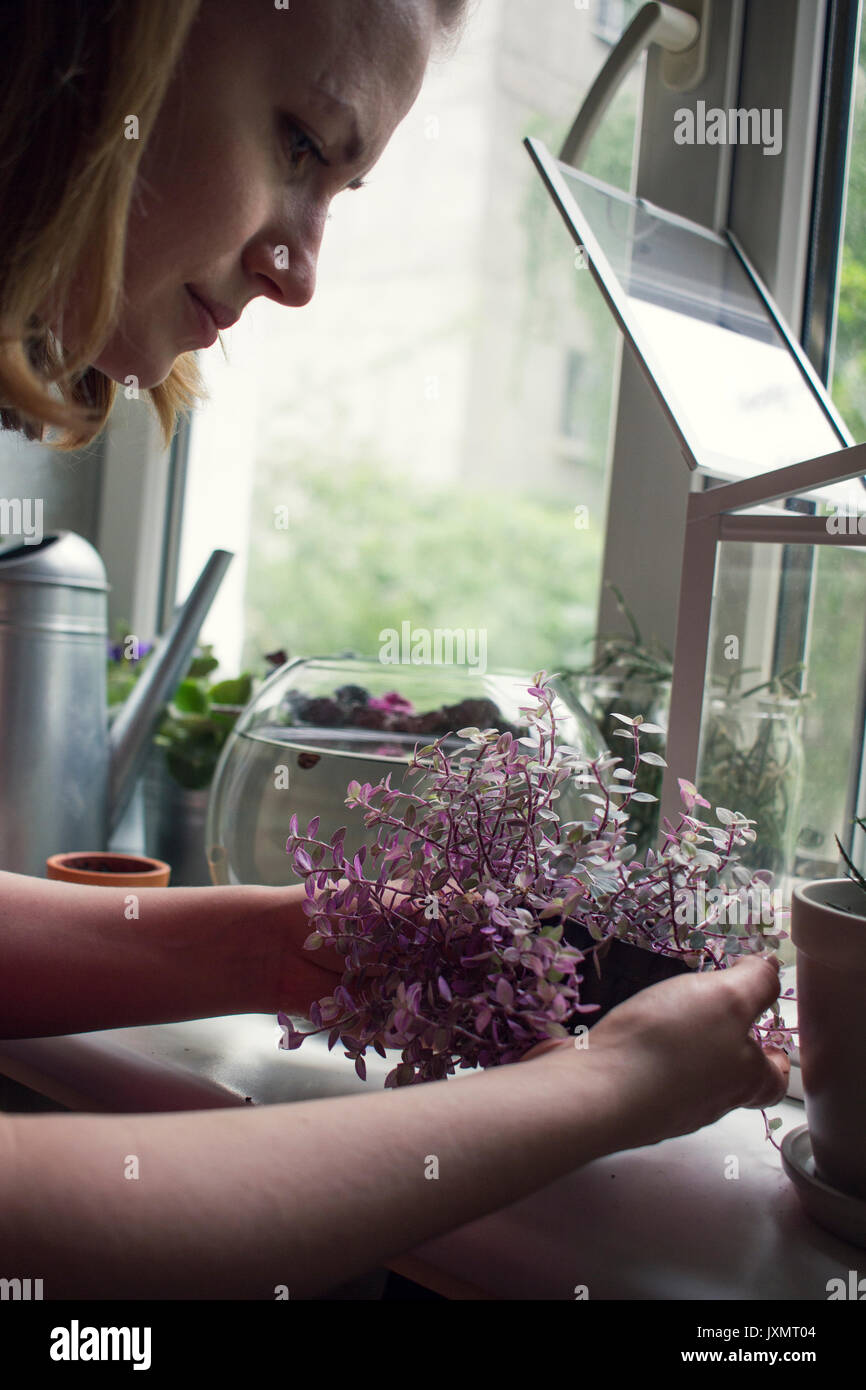 Cropped shot of woman tending potted plant on windowsill Stock Photo