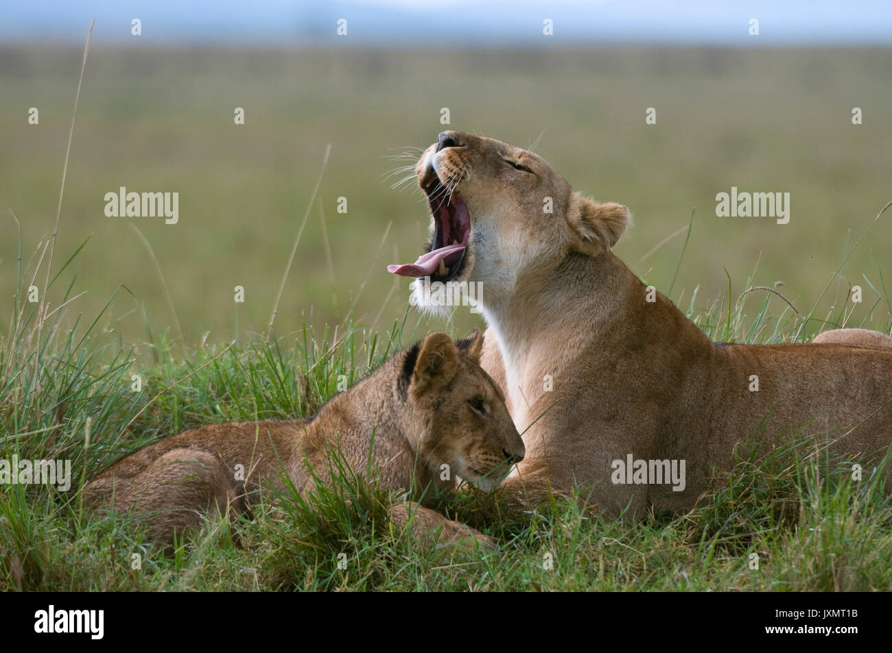 Lioness and cub (Panthera leo), Masai Mara National Reserve, Kenya Stock Photo
