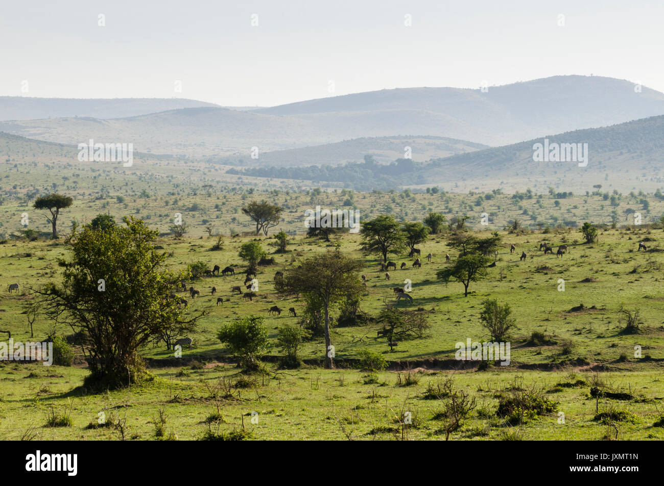 Masai Mara National Reserve, Kenya Stock Photo
