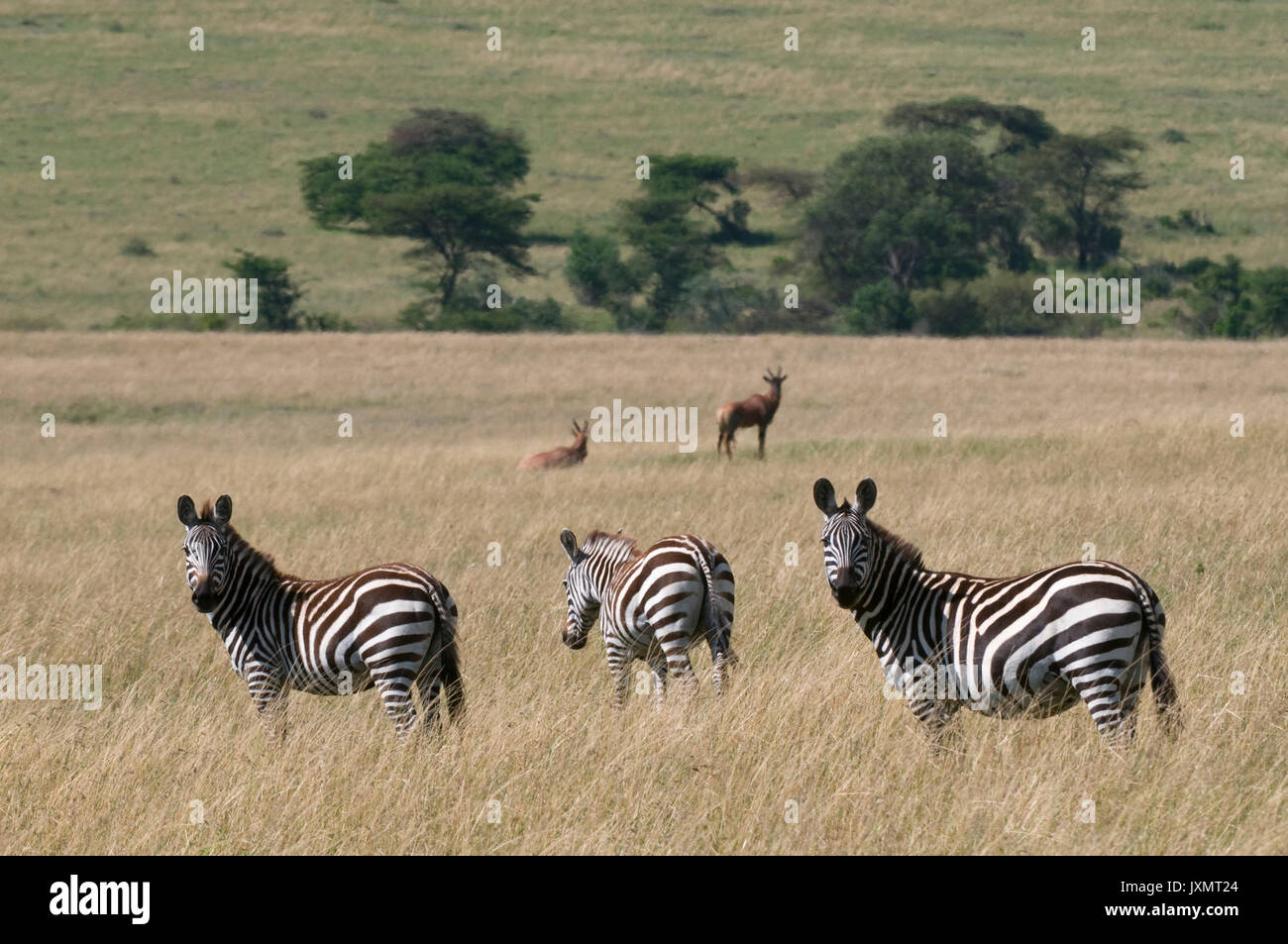 The three species of zebra hires stock photography and images Alamy