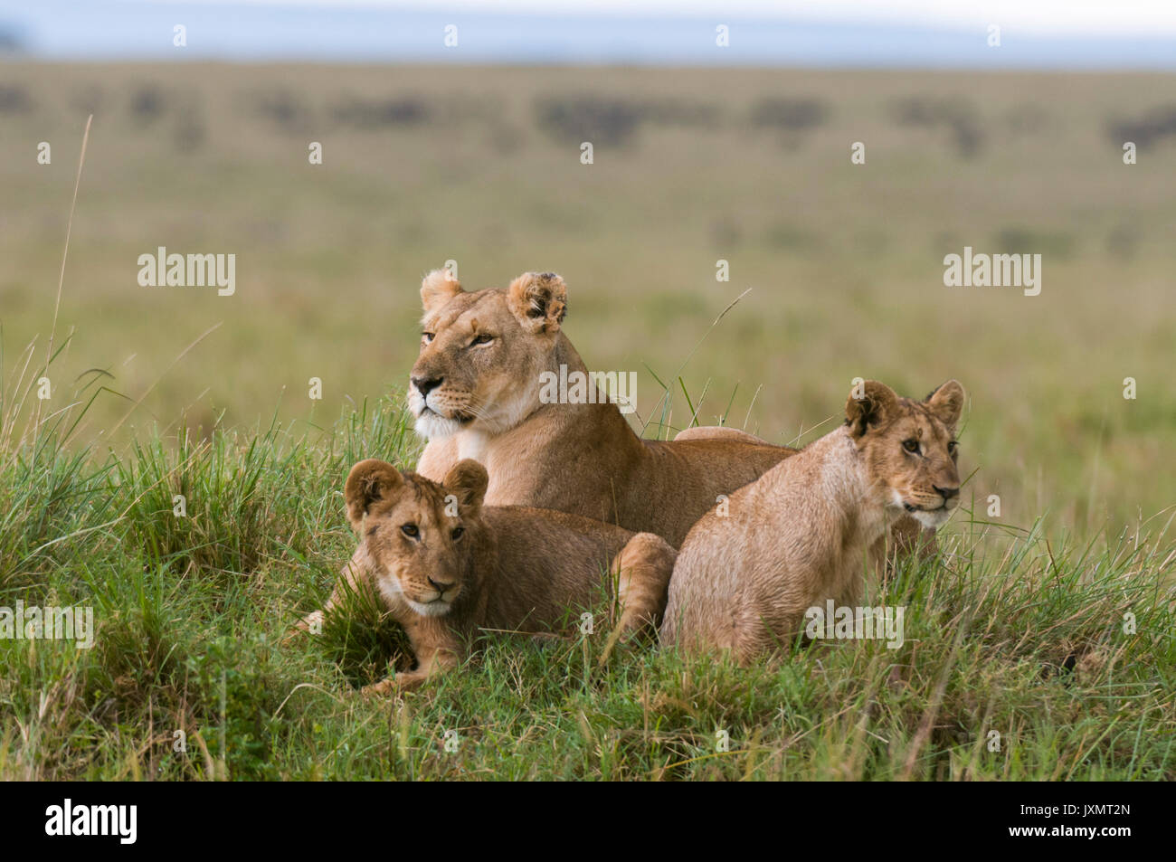 Lioness and cubs (Panthera leo), Masai Mara National Reserve, Kenya ...