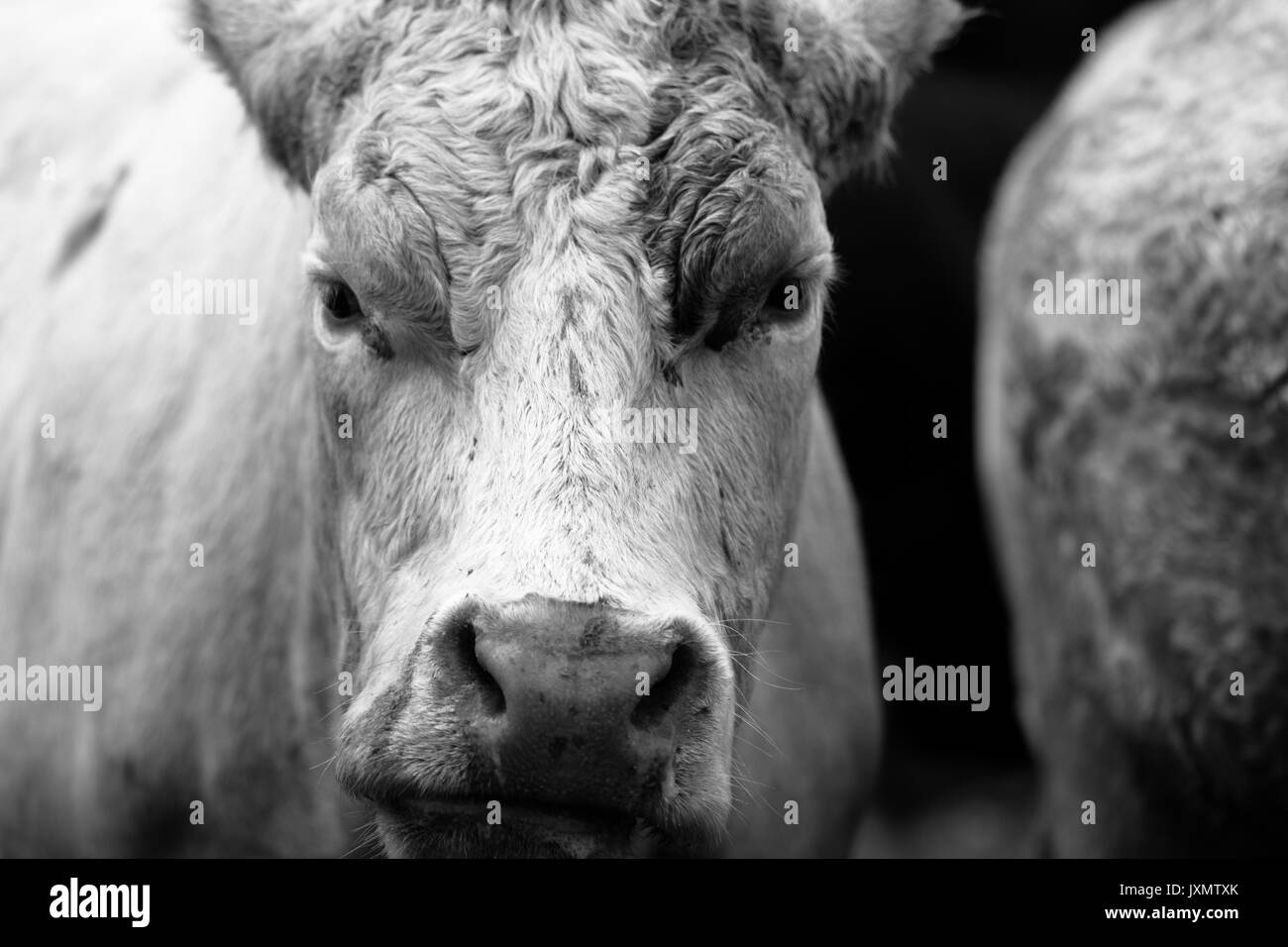 farm cow close up portrait on dark background Stock Photo - Alamy