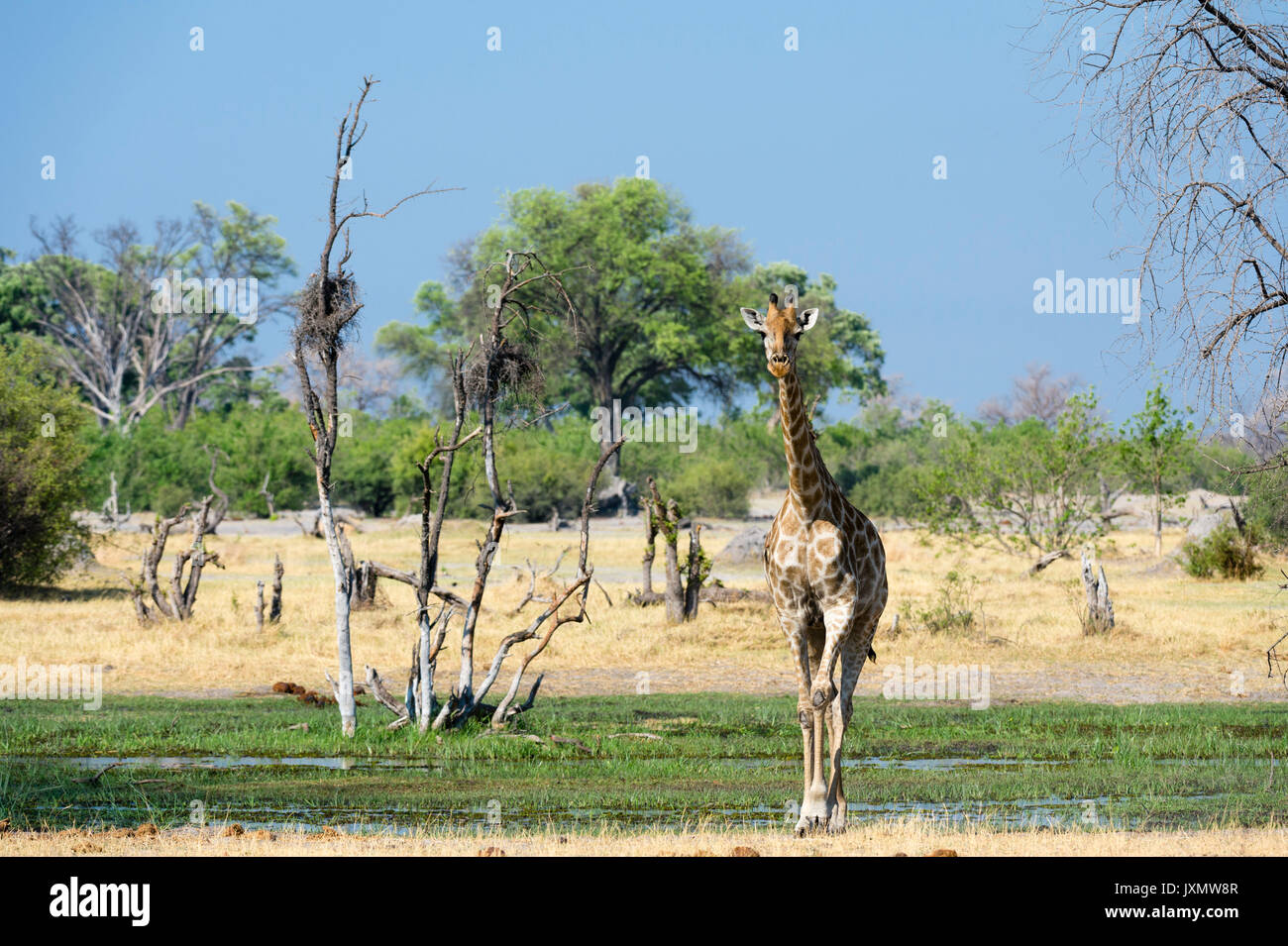 A Southern Giraffe (Giraffa camelopardalis) walking in the  Okavango Delta, Botswana, Africa Stock Photo
