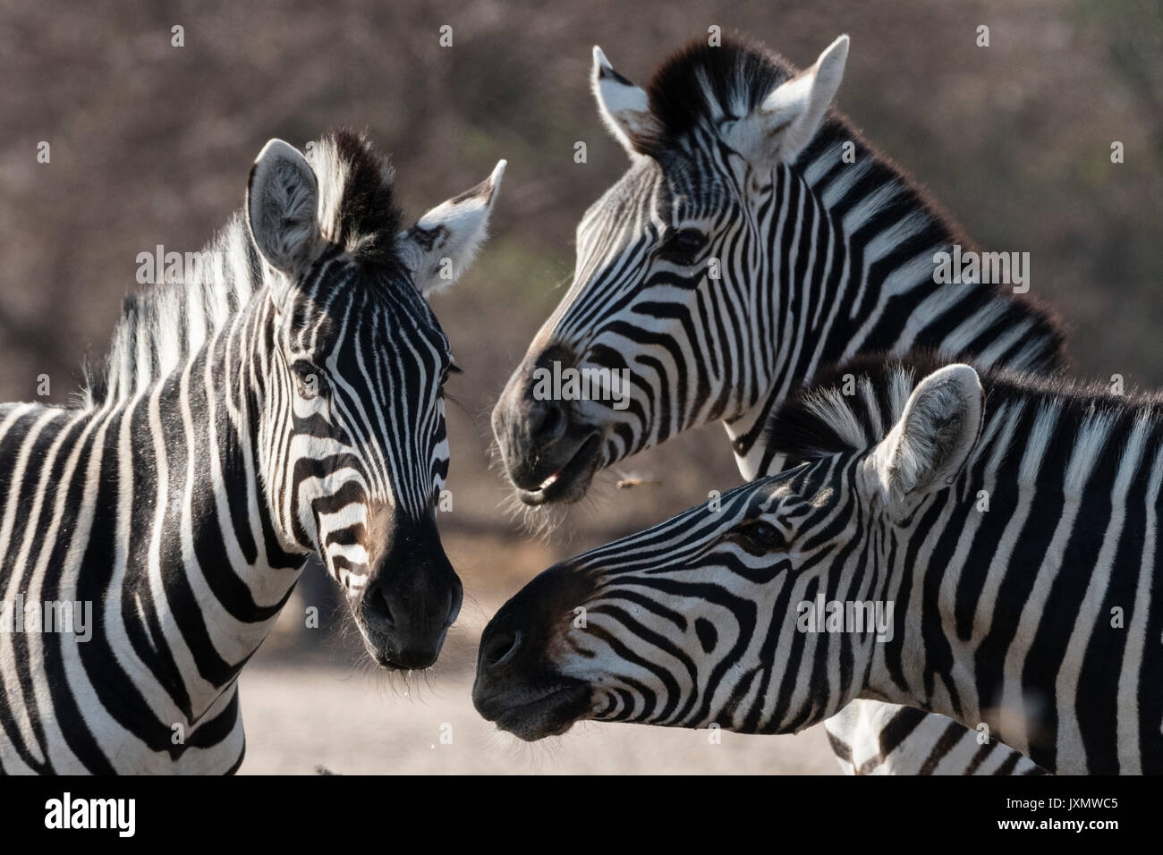 Three Burchell's zebra (Equus burchellii), Kalahari, Botswana, Africa Stock Photo