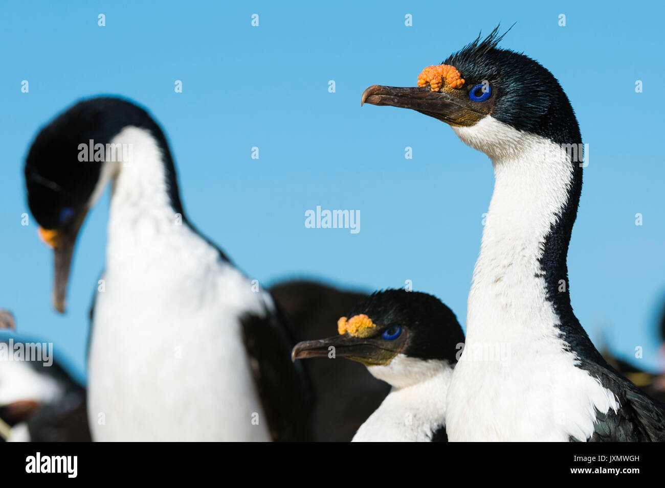 Portrait of an Imperial shag (Leucocarbo atriceps), Port Stanley, Falkland Islands, South America Stock Photo