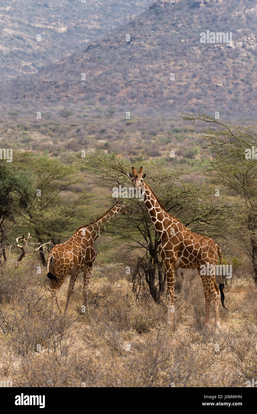 Reticulated giraffe (Giraffa camelopardalis reticulata), Kalama Wildlife Conservancy, Samburu, Kenya, Africa Stock Photo