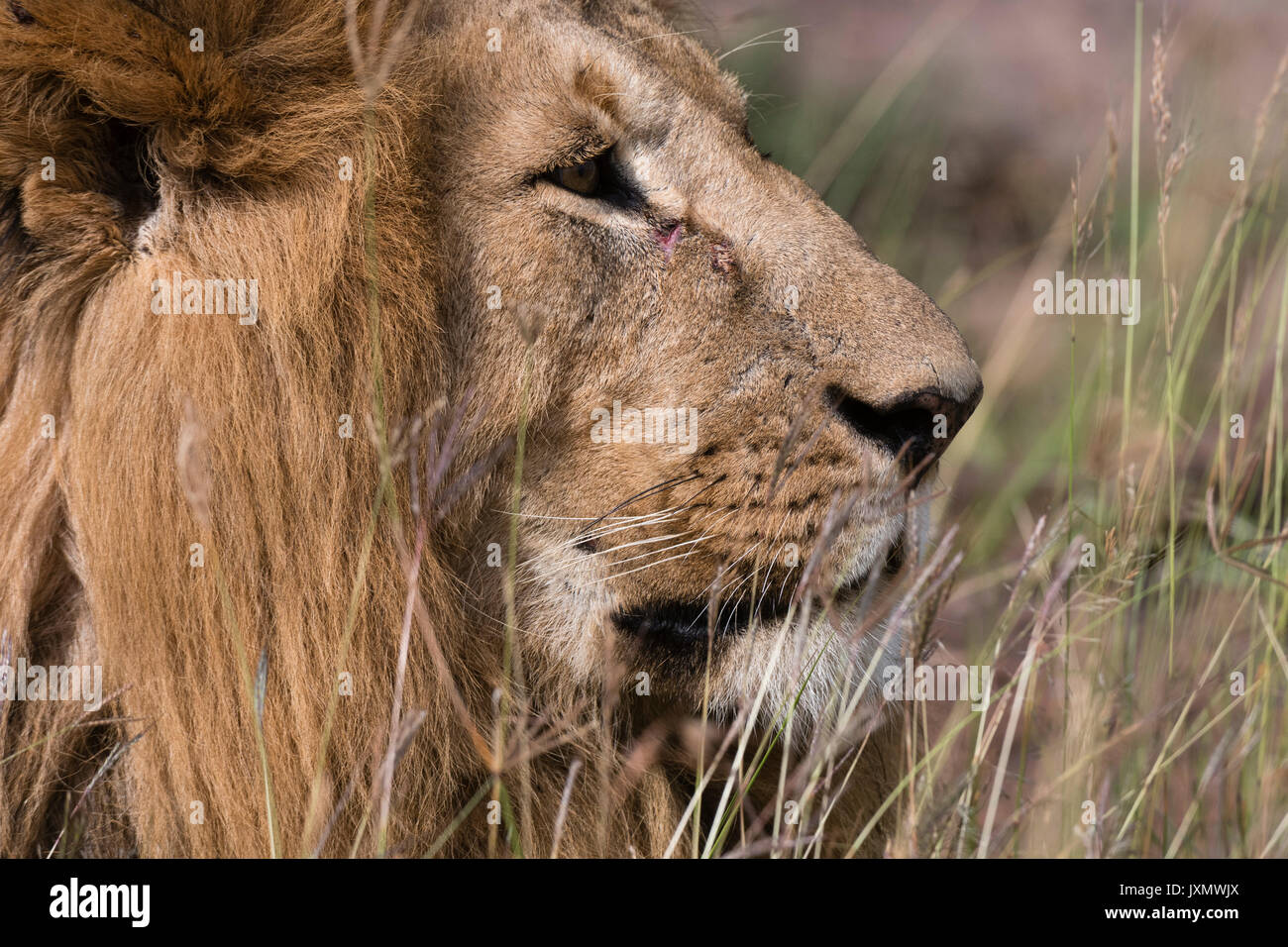 Lion (Panthera leo), Masai Mara, Kenya, Africa Stock Photo - Alamy