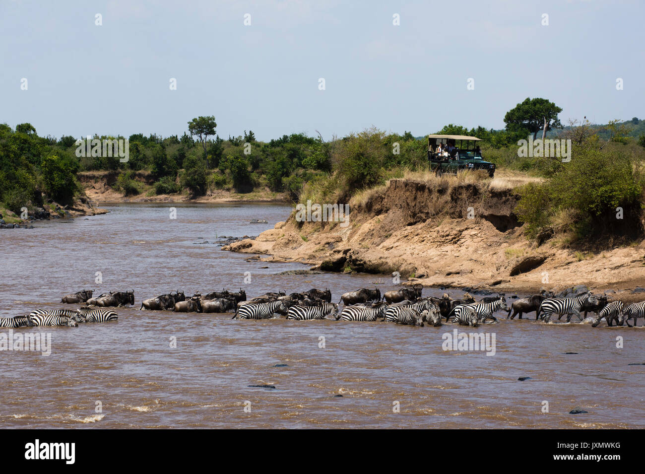 Zebras crossing Mara River on migration Kenya Africa Stock Photo - Alamy