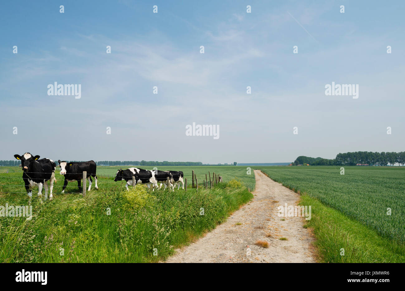 Cows grazing in field, Kruisdijk, Zeeland, Netherlands, Europe Stock Photo