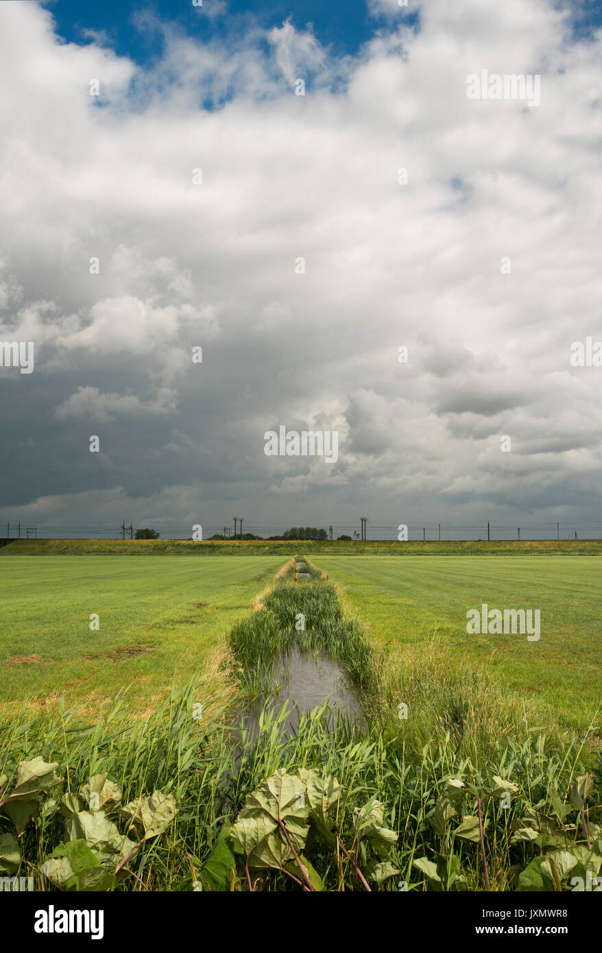 Waterlogged ditch in polder, Moerdijk, Noord-Brabant, Netherlands, Europe Stock Photo