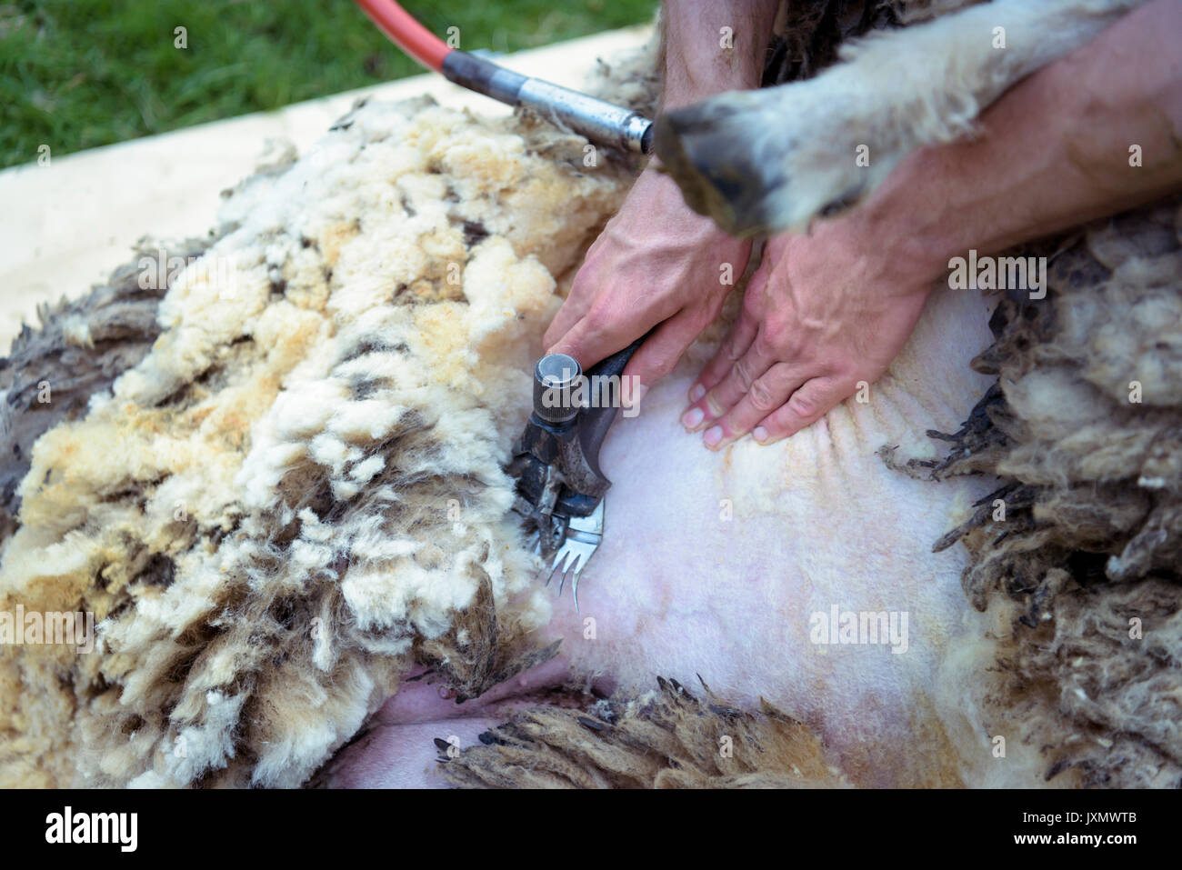 Close up of sheep shearer shearing sheep Stock Photo