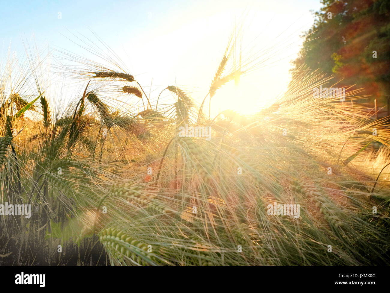 Sunlight on wheat field, Eastbourne, East Sussex, United Kingdom, Europe Stock Photo