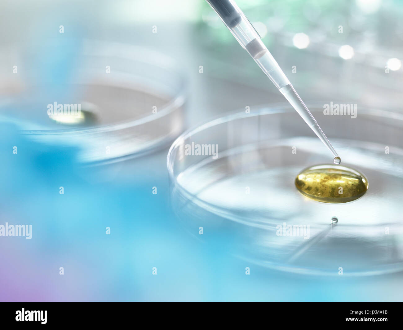 Scientist pipetting a specimen into medium containing bacteria for scientific research in laboratory Stock Photo
