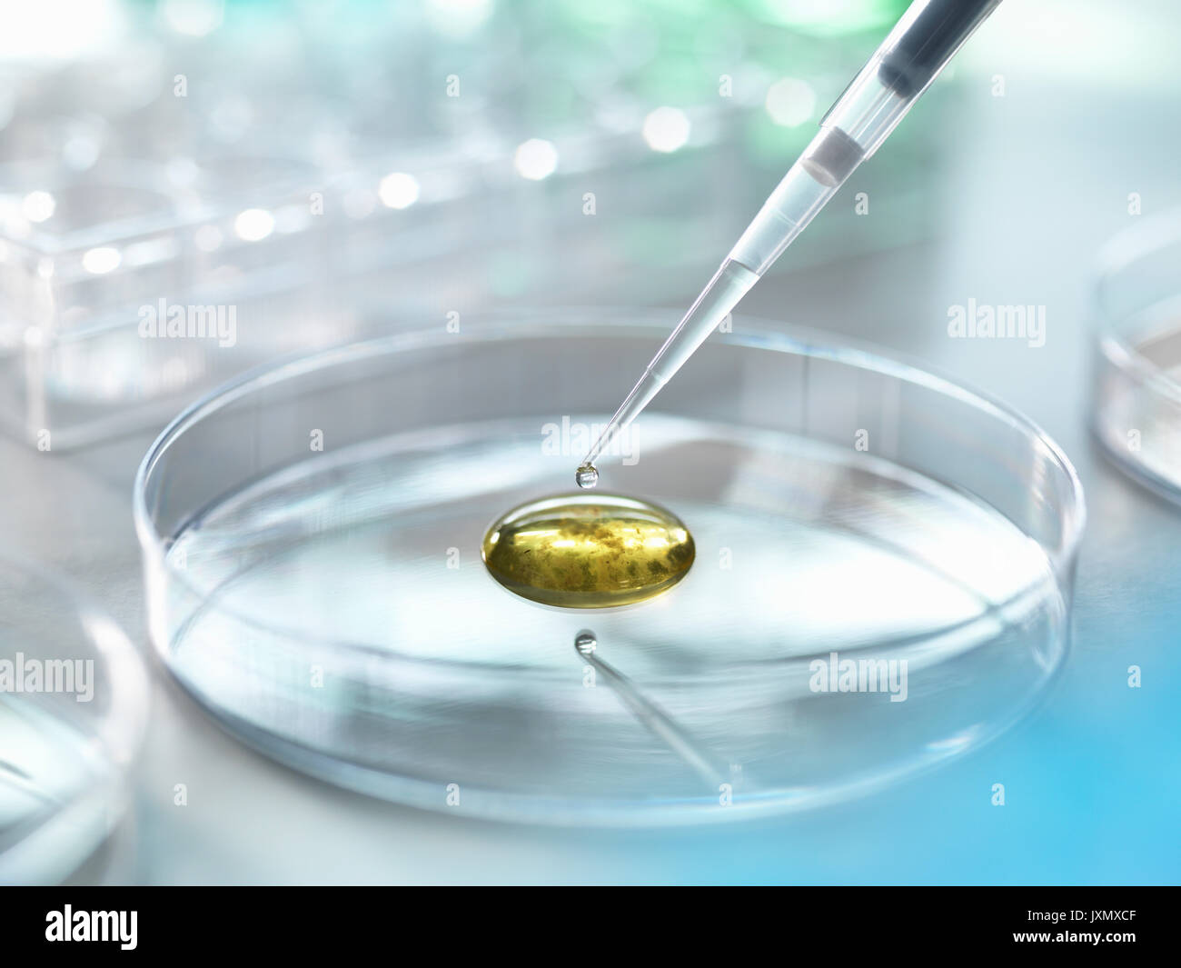 Agar plate bacteria hires stock photography and images Alamy