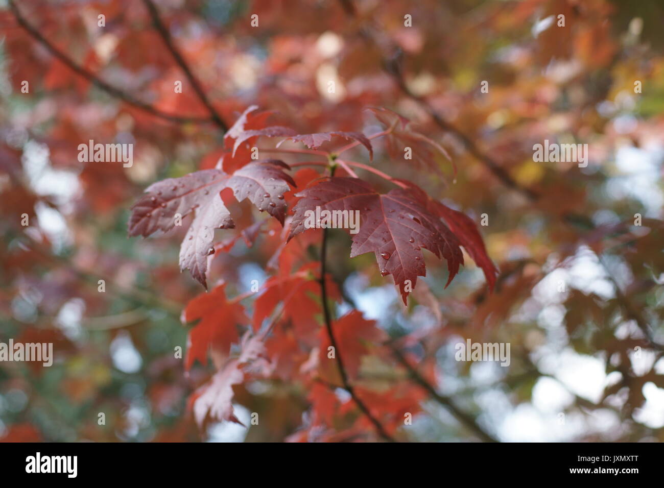 Acer x freemanii 'Celebration' Stock Photo - Alamy