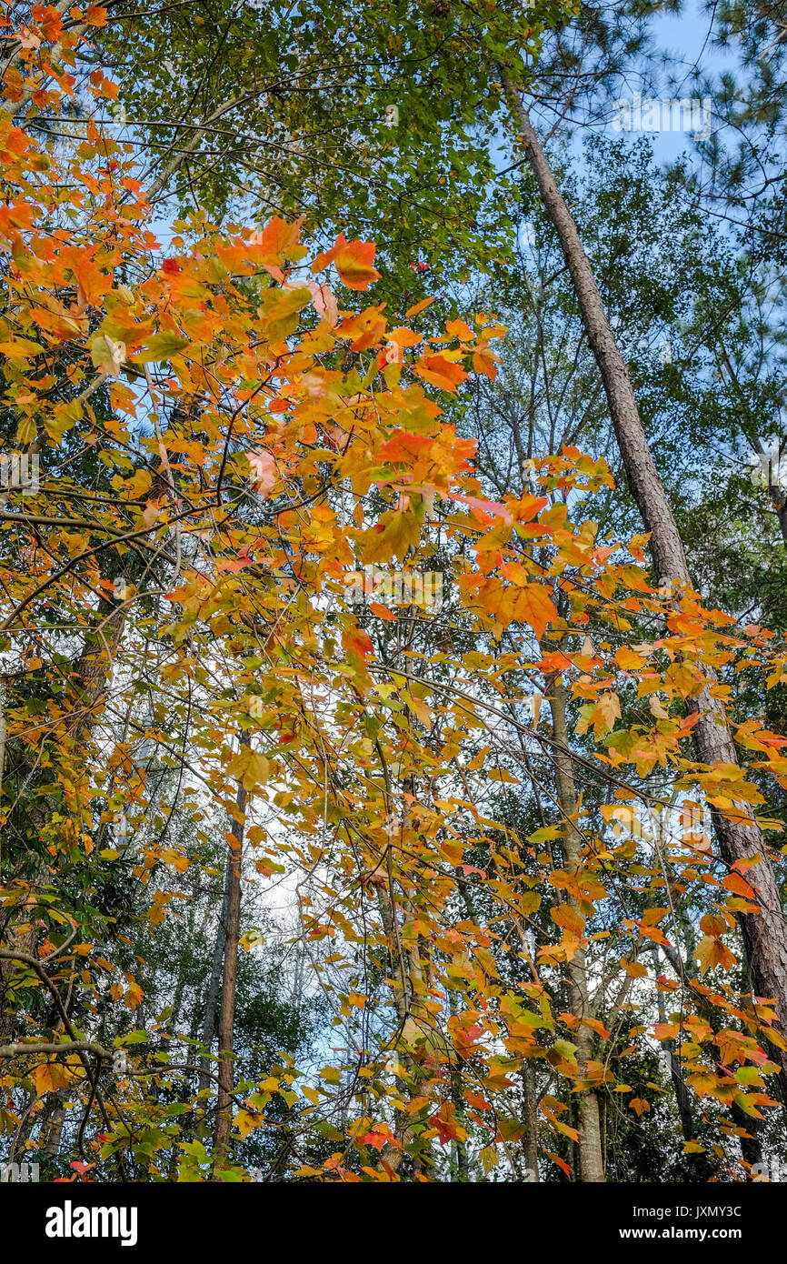 Autumn (Fall) color in a mixed deciduous, evergreen forest setting in the southern USA. Stock Photo