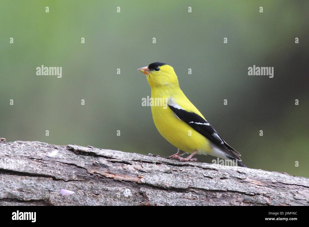 A vibrant yellow male American goldfinch perching on a branch in Fall Stock Photo
