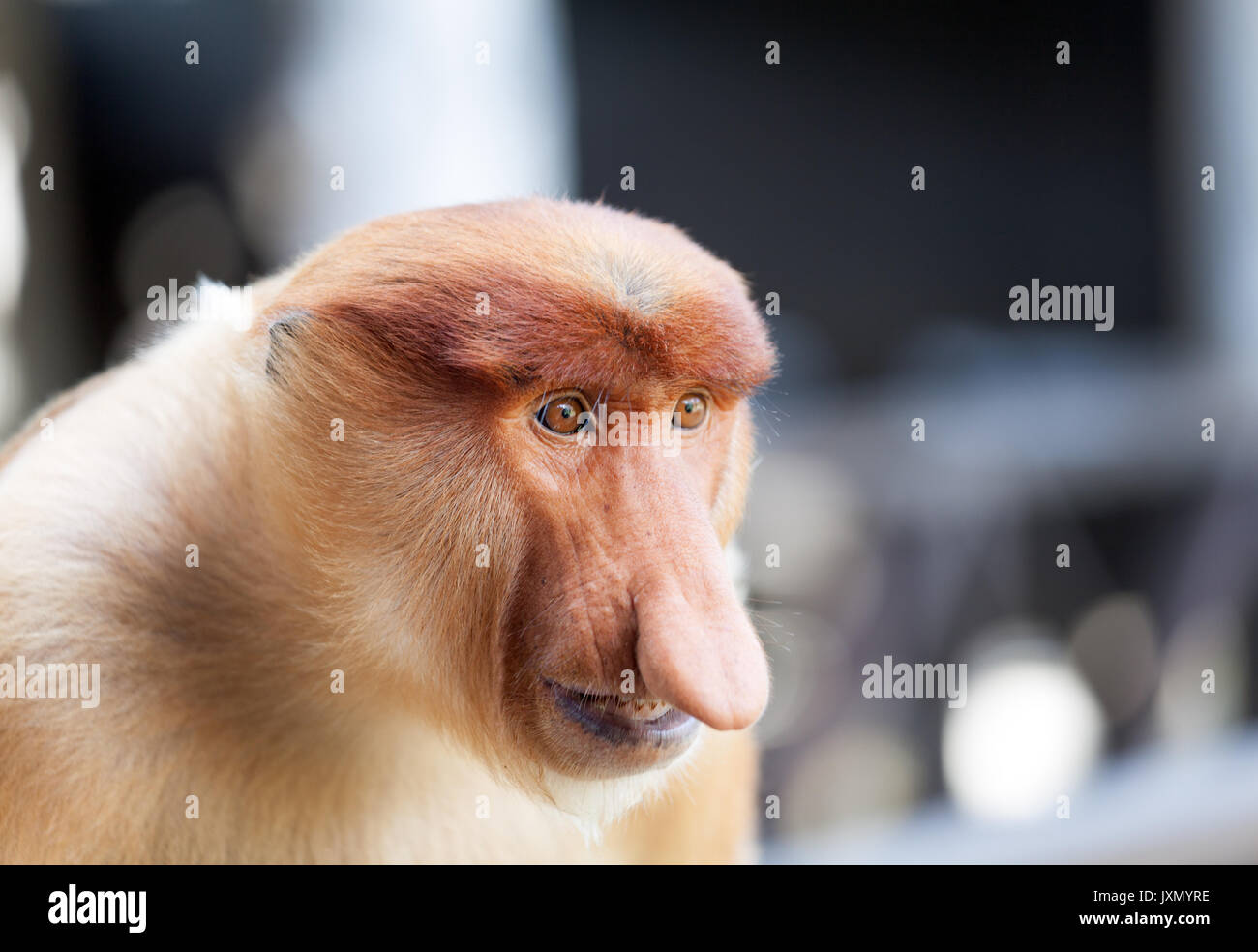 2,000+ Monkeys With Big Noses Stock Photos, Pictures & Royalty-Free Images  - iStock