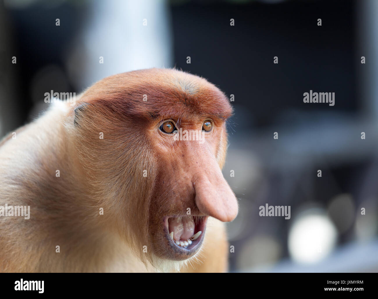 Endangered Proboscis monkey portrait, Borneo Stock Photo
