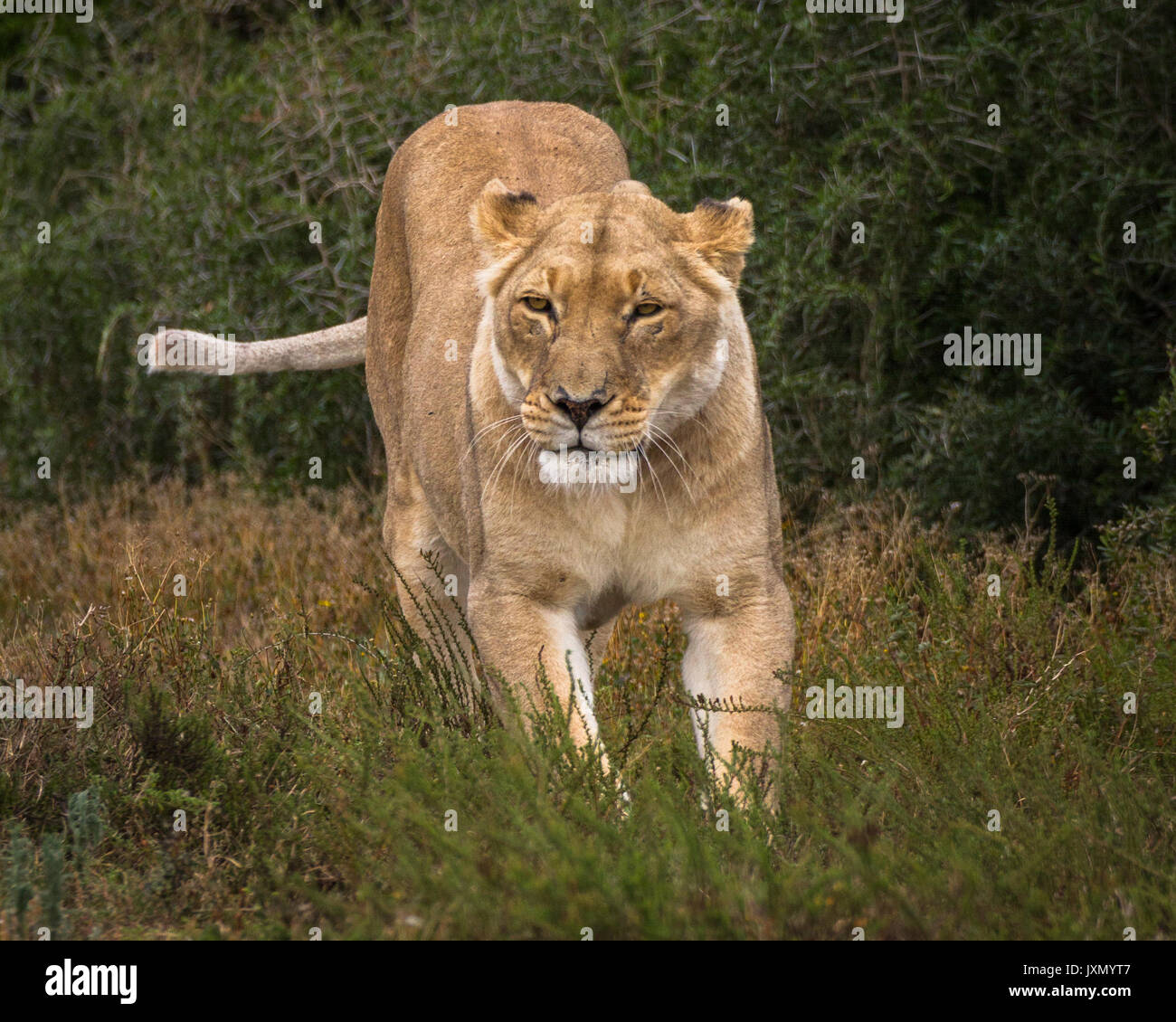 Lions at the Addo Elephant Park, near Port Elizabeth, South Africa Stock Photo