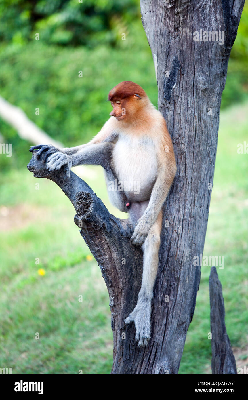 The proboscis monkey (Nasalis larvatus) or long-nosed monkey, known as the bekantan in Indonesia, is a reddish-brown arboreal Old World monkey with an Stock Photo