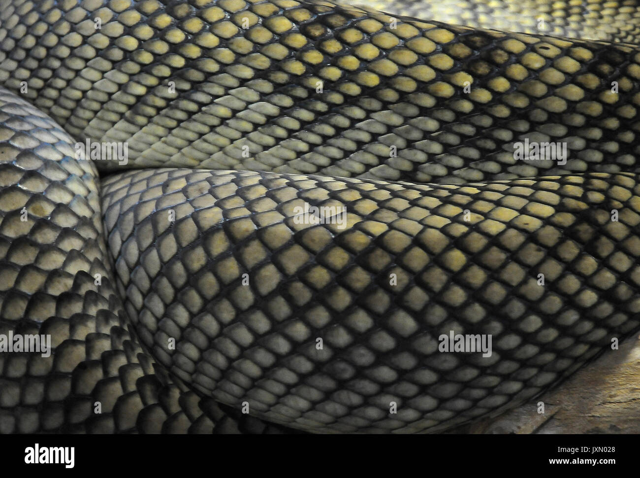 Snakes skin markings hi-res stock photography and images - Alamy